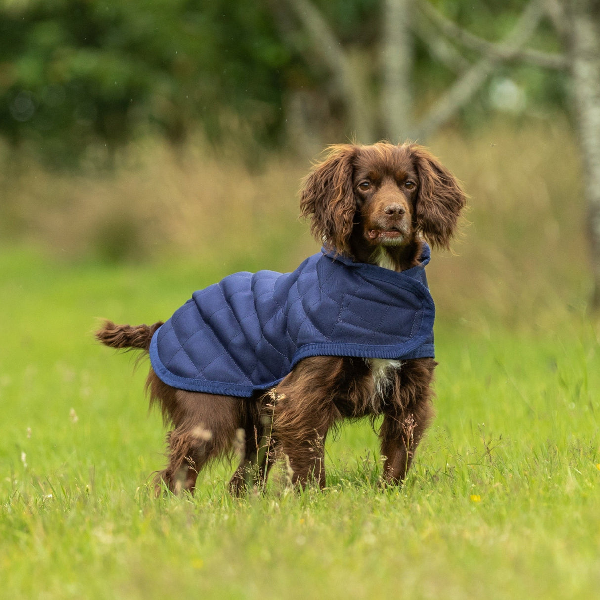 Weatherbeeta Comfitec Deluxe Diamond Quilt Dog Coat #colour_navy