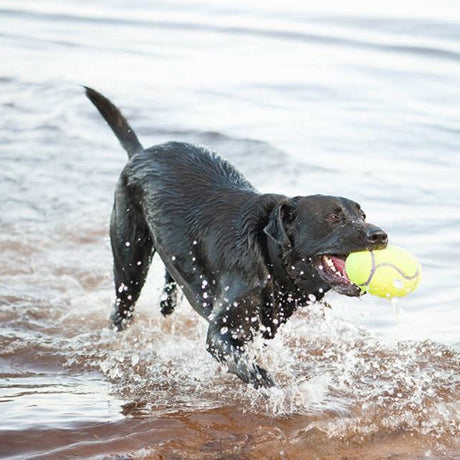 KONG AirDog Squeaker Football #size_l