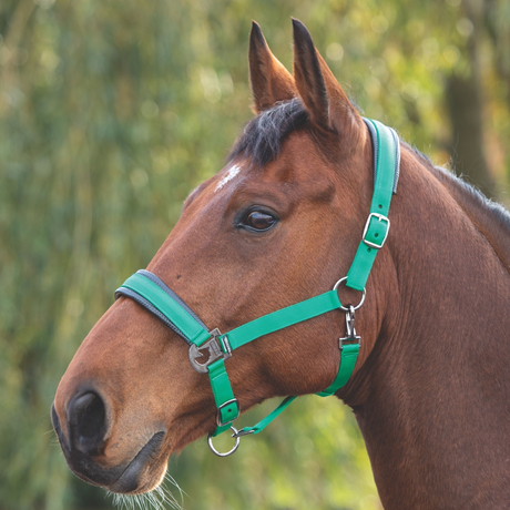 Shires Padded Headcollar #colour_green