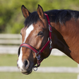 Bitz Deluxe Padded Headcollar #colour_red